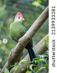 The Red Crested Turaco  Tauraco ...