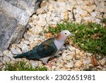 Small photo of The chestnut-naped imperial pigeon (Ducula aenea paulina) stands on the ground. It is subspecies of Green imperial pigeon from Celebes Indonesia.