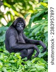 Small photo of The closeup image of Black-headed spider monkey. Considered to be critically endangered due to an estimated population loss of more than 80% over 45 years from hunting and human encroachment