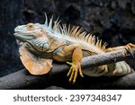 Small photo of The Red Iguana(Iguana iguana) closeup image. it actually is green iguana, also known as the American iguana, is a large, arboreal, mostly herbivorous species of lizard of the genus Iguana.