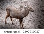 Small photo of an Indian hog deer stands alone. It is a small deer. It gets its name from the hog-like manner in which it runs through the forests with its head hung low so that it can duck under obstacles