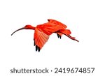 The flying scarlet ibis ...