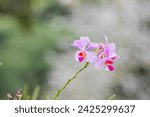 Small photo of Papilionanthe Miss Joaquim is a hybrid orchid cultivar that is Singapore's national flower. Hybrid parentage: Papilionanthe teres (Vanda teres) and Papilionanthe hookeriana (Vanda hookeriana).