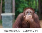 Orangutans Posting Thinking...