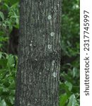 Small photo of The bark of the Ebony tree or Diospyros rhodocalyx Kurz