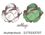 Cabbage Vegetable Hand Drawn...