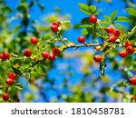 Red rose hips of dog rose. Rosa canina, commonly known as the dog rose, is a variable climbing, wild rose species native to Europe.