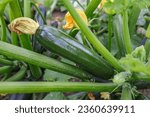 Green zucchini with yellow flower in the field. The zucchini courgette or baby marrow (Cucurbita pepo) is a summer squash.