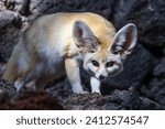 Small photo of The fennec fox (Vulpes zerda) is a small crepuscular fox native to the deserts of North Africa.