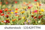 Small photo of flowers in clust