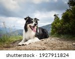 Border Collie Is Lying  On The...
