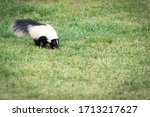 Small photo of A curious skunk walks through a yard in Southwest Virginia and smells the grass. Skunks are known for their ability to spray a fowl smelling liquid as their defense mechanism.