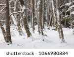 Tree trunks covered in snow at forest