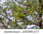 Small photo of Neem fruit on tree with leaf on nature background. Azadirachta indica,neem, nimtree or Indian lilac, mahogany family Meliaceae