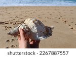 A Large Shell In A Female Hand...