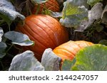 A view of large pumpkins growing in a garden setting.