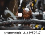 Small photo of penan bulbul alophoixus ruficrissus empuloh ragum cucak jenggot an endangered species of songbird from indonesia facing extinction due to songbird crisis trading trafficking