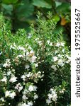 Small photo of Common myrtle (Myrtus communis) flowering Mediterranean shrub.