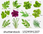 a large set of herbs on a... | Shutterstock .eps vector #1529591207