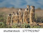 Meerkats family in south africa