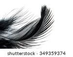 Close Up Of Black Feather...