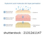 Hyaluronic Acid Molecular Skin...