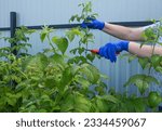 A woman with a hidden face in gloves cuts green raspberry branches on a summer day and a space for copying. Concept gardening and plant care