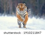 Jumping tiger on the snow