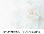 White Flower Background ...