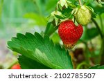 Ripe Red Strawberries Are...