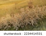 Autumn alpen valley with withered dry agrimony prickly bushes in golden beams of sunset sun, closeup, blur. Serenity outdoor meadow in wild nature background.