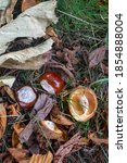 Small photo of Ripe nuts from the Buckeye tree fell to the ground in autumn. Two Buckeyes close-up, selective focus.