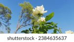 Small photo of Blossom White Roses These delicate white blossoms, reaching skyward, create a breathtaking contrast against the vast blue canvas of the open sky. Their pure petals appear to be reaching for the heave