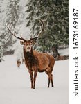 Stag In Nature On Snow
