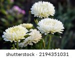 Large White Aster Flowers Close ...