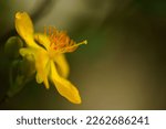 Small photo of Small yellow flower, macro and selective focus on stamen. Ochna kirkii Oliv, Micky mouse plant.