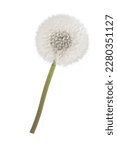 White Isolated Dandelion In...