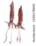Small photo of flying squid, flying squirrel, Todarodes sagittatus, Totano