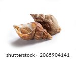 Small photo of Uncooked fresh common whelks or sea snails isolated on a white studio background. Traditionally pickled and eaten at the seaside, isolated on a white studio background