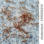 Small photo of army ant on rock background