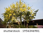 Blooming Yellow Flower Tree On...