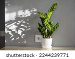 Small photo of Zamioculcas also called Zanzibar gem, ZZ plant, Zuzu plant, aroid palm, eternity plant and emerald palm. Zamioculcas flower pot on the table with natural sunlight