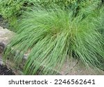 Small photo of The foliage (leaves) of prairie dropseed (Sporobolus heterolepis) grass cascading over a low stone wall in a garden settng