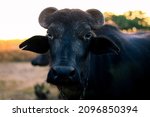 Indian Black Buffalo With...