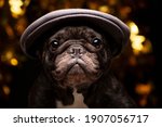 image of dog cap dark background 