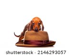 image of dog hat white background 