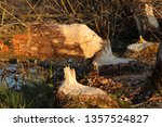 Small photo of Beaver trees. Tree trunks twinged and felled by European beaver, Castor fiber, in the water. Tree damaged by threatened rodent.