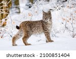 Lynx In Winter. Young Eurasian...
