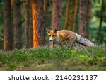 Small photo of Fox at sunrise. Red fox, Vulpes vulpes, hunting in green pine forest. Hungry fox sniffs about food in moor. Beautiful orange fur coat animal in natural habitat. Wildlife, summer nature. Clever beast.