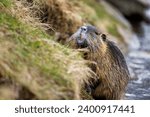 Coypu, Myocastor coypus, sits in front of burrow in river bank. Nutria showing orange teeth. Large rodent also known as nutria, swamp beaver or beaver rat. Invasive species. Native to South America.